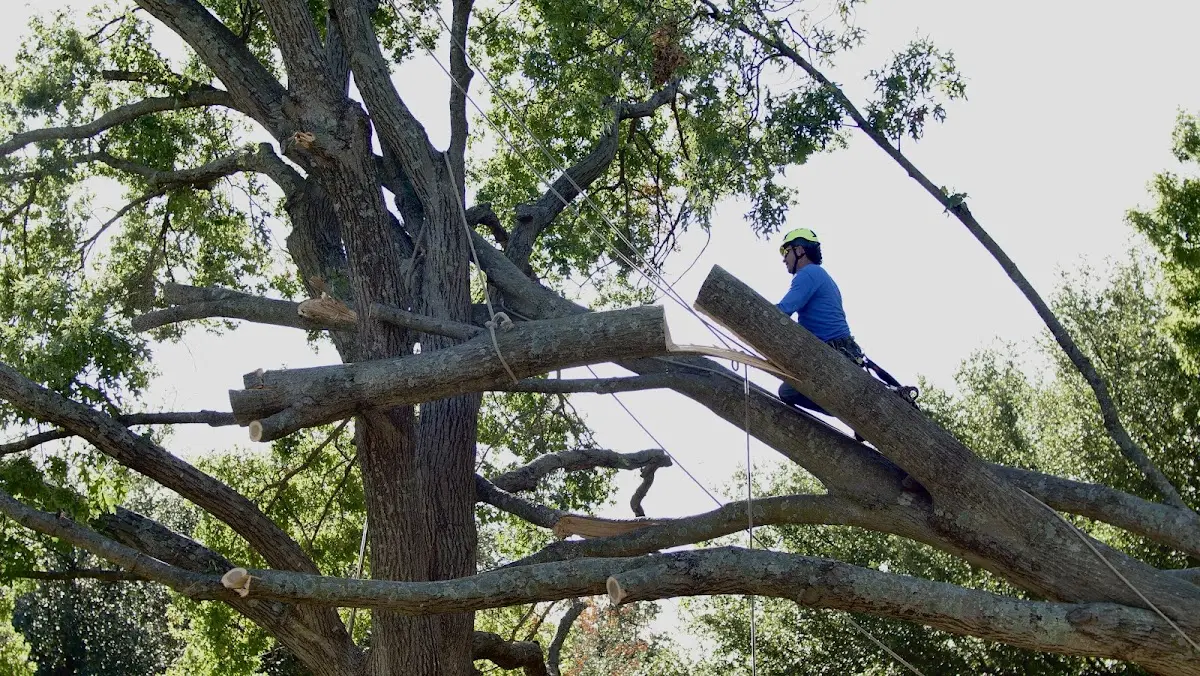 Professional Crown Thinning performed by certified arborists in Dahinda