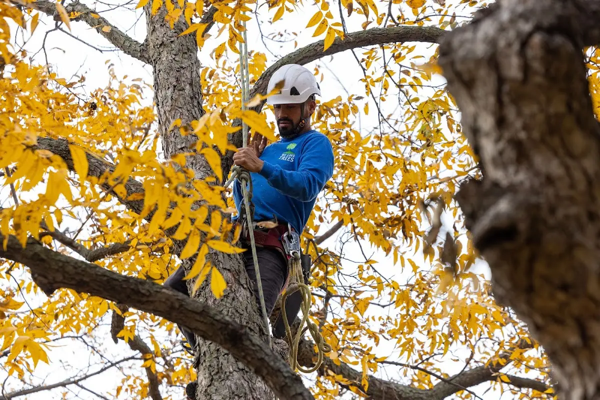 Skilled Storm Damage Cleanup crew working in Dahinda